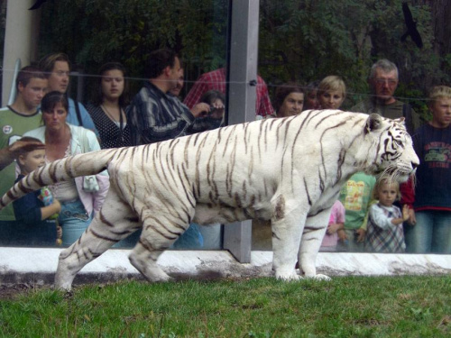 Poranna gimnastyka. #tygrys #biały