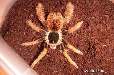 Megaphobema robustum L8 i Nhandu coloratovillosus L9 #ptaszniki #pająki #nhandu #megaphobema #pajęczaki