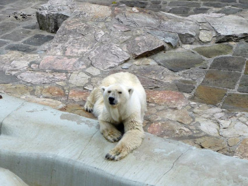 A co? Poleżeć nie można? #niedźwiedż #polarny
