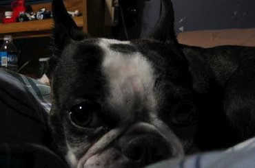 suczka Zoe(4) kolegi Marka z Kanady #BostonTerrier