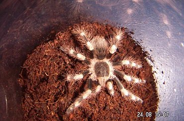 Megaphobema robustum L8 i Nhandu coloratovillosus L9 #ptaszniki #pająki #nhandu #megaphobema #pajęczaki