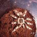 Megaphobema robustum L8 i Nhandu coloratovillosus L9 #ptaszniki #pająki #nhandu #megaphobema #pajęczaki