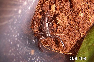 Heterometrus sp. Java L2 #skorpiony #pajęczaki #heterometrus #Java