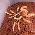 Megaphobema robustum L8 i Nhandu coloratovillosus L9 #ptaszniki #pająki #nhandu #megaphobema #pajęczaki