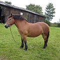 Kizia #koń #konik #konie #rumaki #koniki