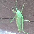 Tettigonia viridissima (pasikonik zielony #owady