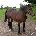 Koń Basia. #koń #konik #konie #rumaki #koniki