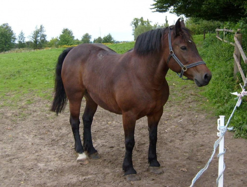 Koń Basia. #koń #konik #konie #rumaki #koniki