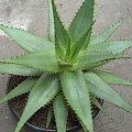 Aloe Mitriformis