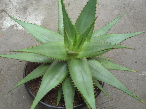 Aloe Mitriformis