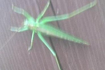 Tettigonia viridissima (pasikonik zielony #owady