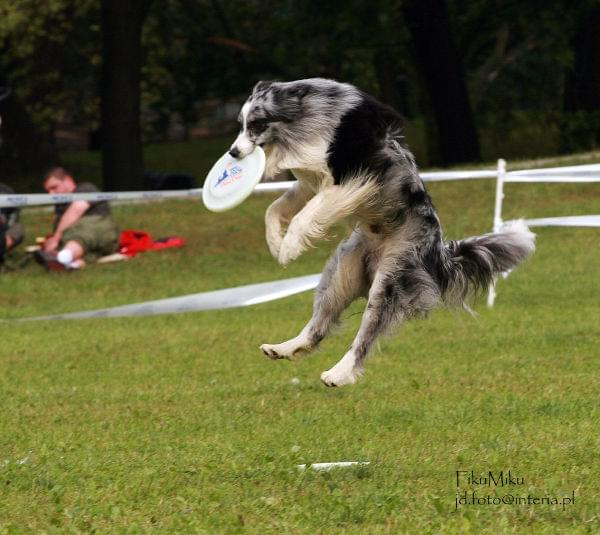 DCDC Warszawa, DCDC, dogfrisbee, frisbee #DCDCWarszawa #DCDC #dogfrisbee #frisbee
