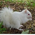 albinotyczna wiewiórka #wiewiórki
