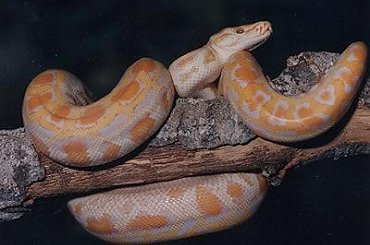 albinotyczny wąż #wąż