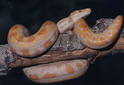 albinotyczny wąż #wąż