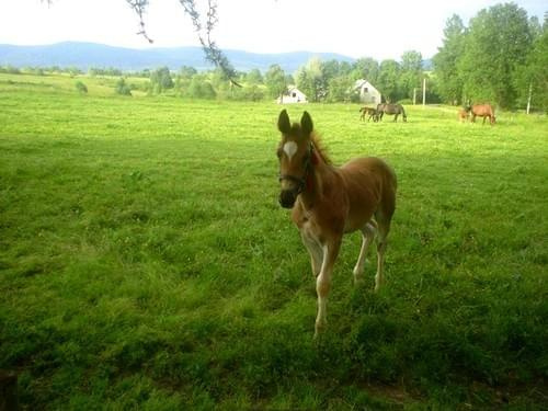 #Lipie #konie #koń #WakacjeZwierzęta