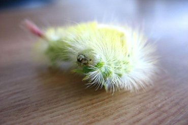 #robaczek #robak #kolory #włoski #piękny #śliczny #przyjemny