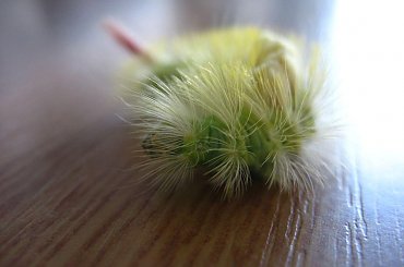 #robaczek #robak #kolory #włoski #piękny #śliczny #przyjemny