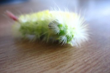 #robaczek #robak #kolory #włoski #piękny #śliczny #przyjemny