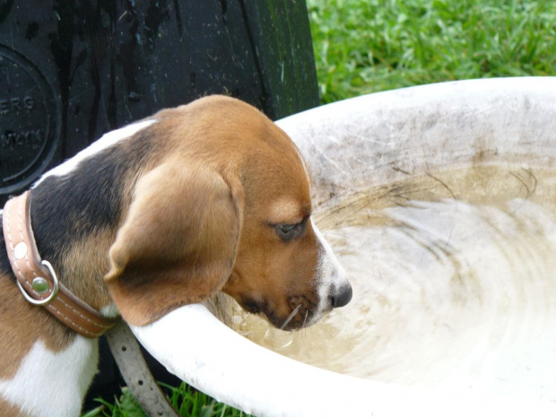 woda! #beagle #szczeniak #pies #psy