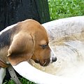 woda! #beagle #szczeniak #pies #psy
