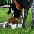 oddawaj michę :P #beagle #szczeniak #pies #psy