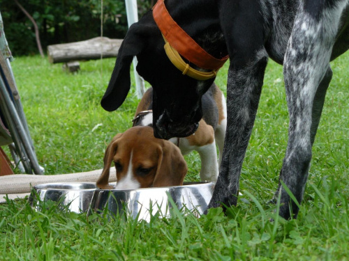 oddawaj michę :P #beagle #szczeniak #pies #psy