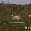 Angielska owieczka