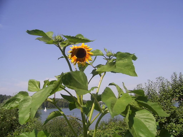 słonecznik sierpien 2007