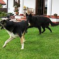 Frida i Gutek - tańczące psy ;)