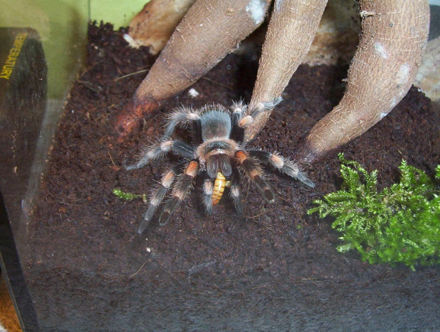 Smithi L7