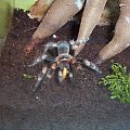 Smithi L7