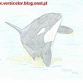 #Orka #art #rysunke #miecznik #orcinus #orca #killer #whale #waleń #wieloryb