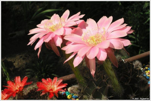 Echinopsis obrepanda i Lobivia hertrichiana f. planiceps #kaktusy