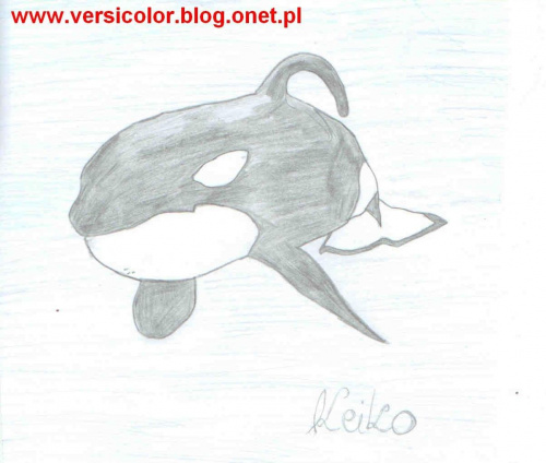 #orka #miecznik #orcinus #orca #killer #whale #waleń #wieloryb #art #rysunek #Keiko