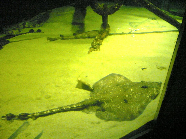 Miasto HIRTSHALS w Danii - oceanarium