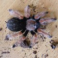 B.Boehmei L10
samiec