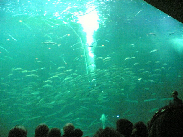 Miasto HIRTSHALS w Danii - oceanarium