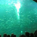 Miasto HIRTSHALS w Danii - oceanarium