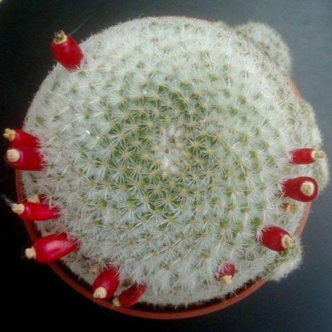 #Mammillaria #mamilaria #albilanata #lanigera #kaktus #cactus #fruit #owoc