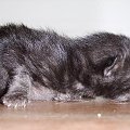 Mały kociak... Urodzony 9 września:) #kot