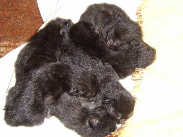 Młode kotki, które urodziły się 9 września:) #kociaki #kot