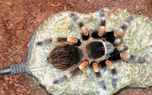 Brachypelma Smithi L10 sie wygrzewa