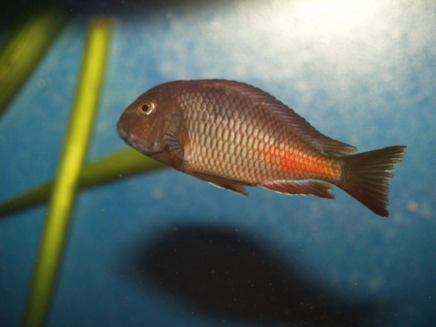 tropheus moliro