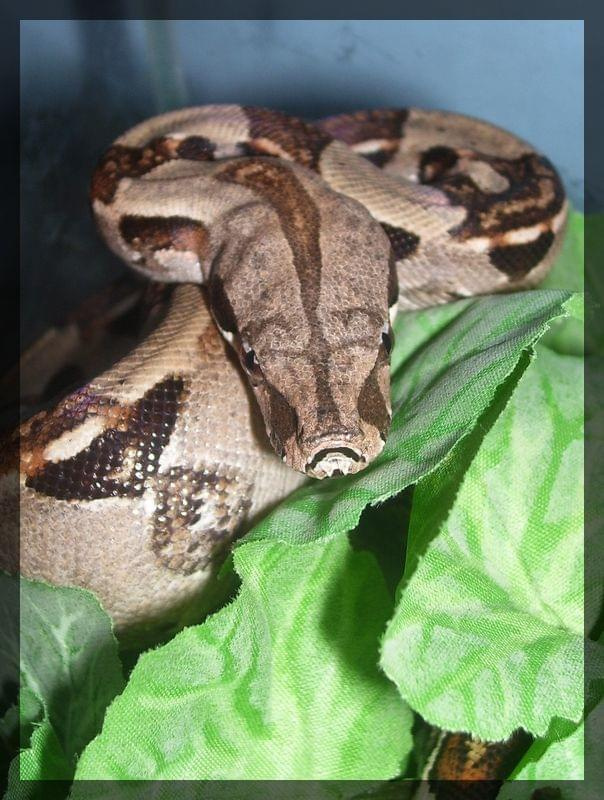 B. constrictor