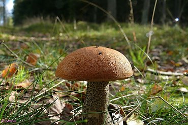 Grzybobranie #Grzybobranie #PuszczaPiska #las #Grzyby #Remes #Mazury