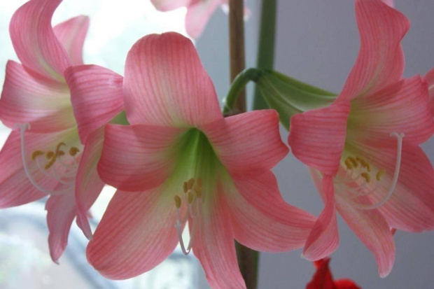 #Hippeastrum #kwiaty #Amoretta