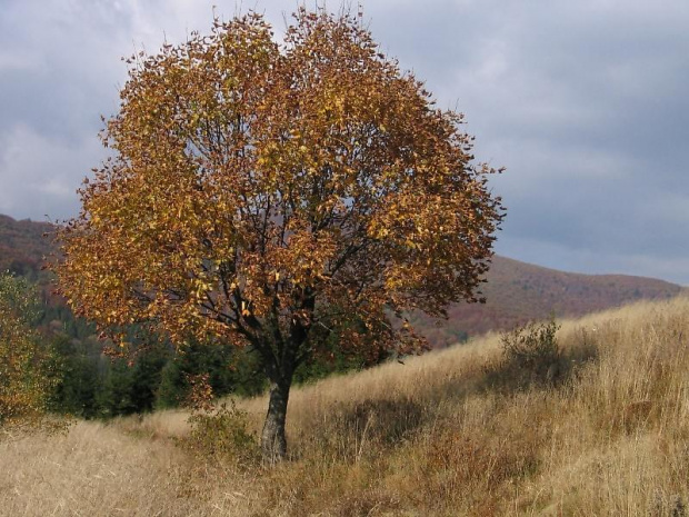 Bieszczady 2004