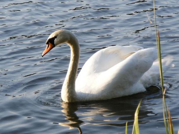 Łabędź na jeziorze Gichta (2) #przyroda #Natura