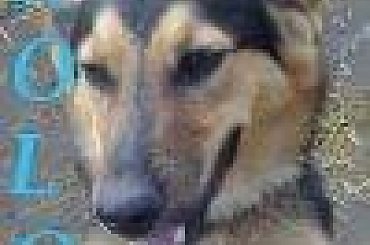 Bezdomny Kolo szuka domu #Kolo